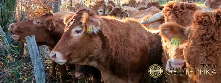Пасти коров в эзотерике – что это такое?